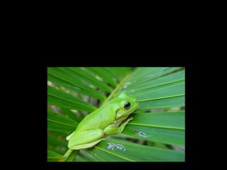 Curositats.
• Nèixen a dintre de l’aigua i moren a fora
de l’aigua. Poden agafar l’oxigen per la
pell.
 