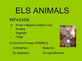 ELS ANIMALS ,[object Object],[object Object],[object Object],[object Object],REPASSEM 2) Característiques ANIMALS S’alimenten  Respiren Es desplacen  Es reprodueixen 