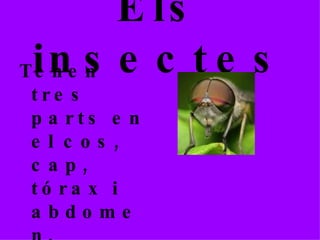 Els insectes Tenen tres parts en el cos, cap, tórax i abdomen. Tenen sis potes i ales que les permet volar . 