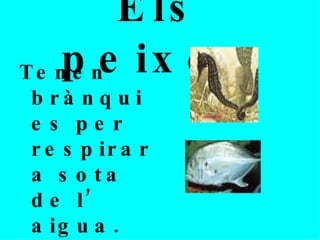 Els peixos Tenen brànquies per respirar a sota de l’ aigua. 