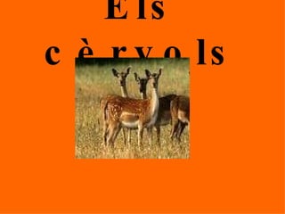 Els cèrvols 
