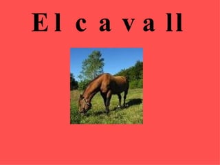 El cavall   
