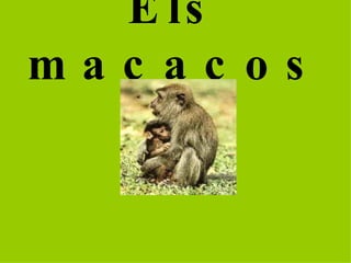 Els macacos 