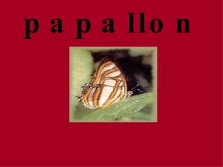 La papallona 