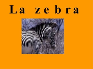 La zebra 