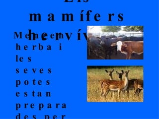 Els mamífers hervívors Mengen herba i les seves potes estan preparades per fugir en cas necessari. 