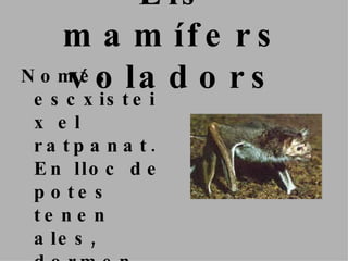 Els mamífers voladors Només escxisteix el ratpanat. En lloc de potes tenen ales, dormen durant tot l’ hivern. Tenen com un ràdar que els permetre veure a les fosques. 