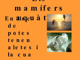 Els mamífers aquàtics En lloc de potes tenen aletes i la cua gran . 