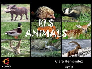 ELS ANIMALS Clara Hernández 4rt D 