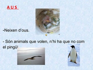 - Neixen d’ous. - Són animals que volen, n’hi ha que no com el pingüi. AUS 