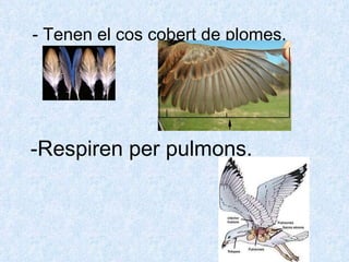 -Respiren per pulmons. - Tenen el cos cobert de plomes. 