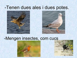 -Tenen dues ales i dues potes. -Mengen insectes, com cucs 