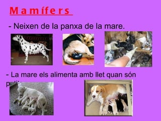 Mamífers - Neixen de la panxa de la mare. -  La mare els alimenta amb llet quan són petits. 