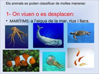 Els animals es  poden classificar de moltes maneres: 1- On viuen o es desplacen: MARÍTIMS:  a l’aigua de la mar, rius i llacs. 
