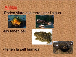 Anfibis -Poden viure a la terra i per l’aigua. No tenen pèl. Tenen la pell humida. 