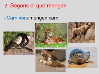 2-  Segons el que mengen  : -  Carnívors :mengen carn. 