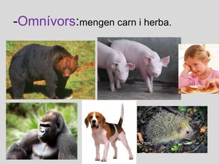 - Omnívors : mengen carn i herba. 