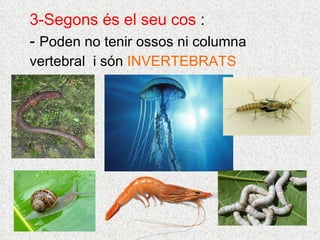 3-Segons és el seu cos  : -  Poden no tenir ossos ni columna vertebral  i són  INVERTEBRATS 