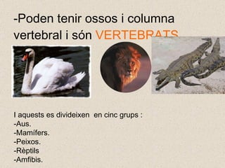 -Poden tenir ossos i columna vertebral i són  VERTEBRATS. I aquests es divideixen  en cinc grups : Aus. Mamífers. Peixos. Rèptils  Amfibis. 