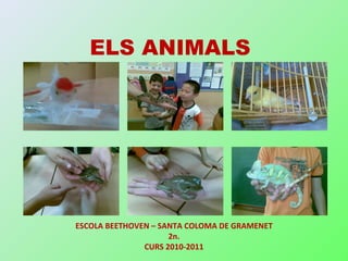 ELS ANIMALS ESCOLA BEETHOVEN – SANTA COLOMA DE GRAMENET 2n. CURS 2010-2011 
