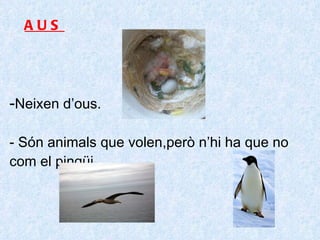 - Neixen d’ous. - Són animals que volen,però n’hi ha que no com el pingüi. AUS 