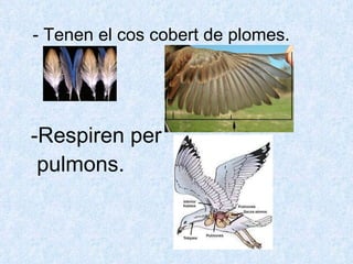 -Respiren per    pulmons. - Tenen el cos cobert de plomes. 
