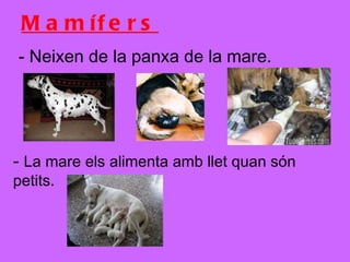 Mamífers - Neixen de la panxa de la mare. -  La mare els alimenta amb llet quan són petits. 