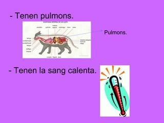 - Tenen pulmons. Pulmons. - Tenen la sang calenta. 