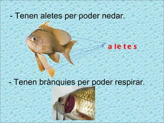 - Tenen aletes per poder nedar. - Tenen brànquies per poder respirar. aletes 