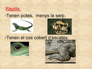 Rèptils. -Tenen potes,  menys la serp. Tenen el cos cobert d’escates. 