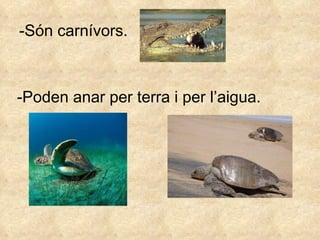 -Són carnívors. Poden anar per terra i per l’aigua. 