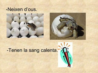 -Neixen d’ous. -Tenen la sang calenta. 