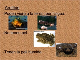 Amfibis -Poden viure a la terra i per l’aigua. No tenen pèl. Tenen la pell humida. 