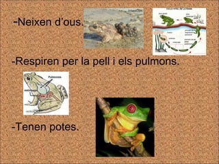 - Neixen d’ous. -Respiren per la pell i els pulmons. -Tenen potes. 
