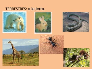 TERRESTRES:  a la terra. 