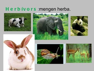 Herbívors : mengen herba. 