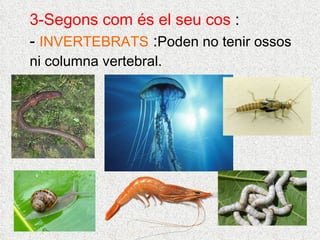 3-Segons com és el seu cos  : -  INVERTEBRATS  : Poden no tenir ossos ni columna vertebral.  