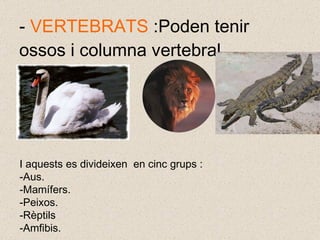 -  VERTEBRATS  :Poden tenir ossos i columna vertebral. I aquests es divideixen  en cinc grups : Aus. Mamífers. Peixos. Rèptils  Amfibis. 