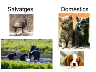 Salvatges Domèstics
 