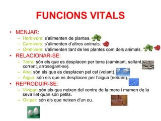 • MENJAR:
– Herbívors: s’alimenten de plantes.
– Carnívors: s’alimenten d’altres animals.
– Omnívors: s’alimenten tant de les plantes com dels animals.
• RELACIONAR-SE:
– Terra: són els que es desplacen per terra (caminant, saltant,
corrent, arrosegant-se).
– Aire: són els que es desplacen pel cel (volant).
– Aigua: són els que es desplacen per l’aigua (nedant).
• REPRODUIR-SE:
– Vivípar: són els que neixen del ventre de la mare i mamen de la
seva llet quan són petits.
– Ovípar: són els que neixen d’un ou.
FUNCIONS VITALS
 