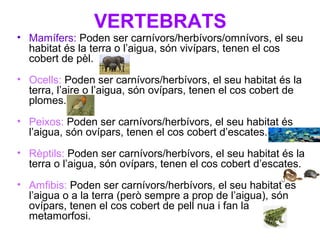 VERTEBRATS
• Mamífers: Poden ser carnívors/herbívors/omnívors, el seu
habitat és la terra o l’aigua, són vivípars, tenen el cos
cobert de pèl.
• Ocells: Poden ser carnívors/herbívors, el seu habitat és la
terra, l’aire o l’aigua, són ovípars, tenen el cos cobert de
plomes.
• Peixos: Poden ser carnívors/herbívors, el seu habitat és
l’aigua, són ovípars, tenen el cos cobert d’escates.
• Rèptils: Poden ser carnívors/herbívors, el seu habitat és la
terra o l’aigua, són ovípars, tenen el cos cobert d’escates.
• Amfibis: Poden ser carnívors/herbívors, el seu habitat és
l’aigua o a la terra (però sempre a prop de l’aigua), són
ovípars, tenen el cos cobert de pell nua i fan la
metamorfosi.
 