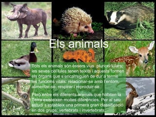 Els animals
Els animals
Tots els animals són éssers vius pluricel·lulars;
les seves cèl·lules tenen teixits i aquests formen
els òrgans que s’encarreguen de dur a terme
les funcions vitals: relacionar-se amb l’entorn,
alimentar-se, respirar i reproduir-se.
Però entre els diferents animals que habiten la
Terra existeixen moltes diferències. Per al seu
estudi s’estableix una primera gran classificació
en dos grups: vertebrats i invertebrats.
 