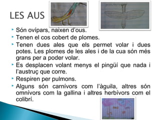 Són ovípars, naixen d’ous.
 Tenen el cos cobert de plomes.
 Tenen dues ales que els permet volar i dues
potes. Les plomes de les ales i de la cua són més
grans per a poder volar.
 Es desplacen volant menys el pingüí que nada i
l’austruç que corre.
 Respiren per pulmons.
 Alguns són carnívors com l’àguila, altres són
omnívors com la gallina i altres herbívors com el
colibrí.


 