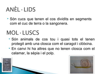 

Són cucs que tenen el cos dividits en segments
com el cuc de terra o la sangonera.

Són animals de cos tou i quasi tots el tenen
protegit amb una closca com el caragol i clòtxina.
 En canvi hi ha altres que no tenen closca com el
calamar, la sèpia i el polp.


 