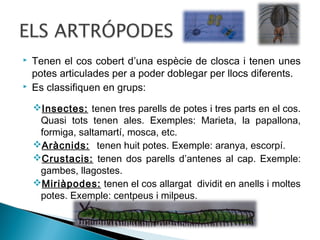 



Tenen el cos cobert d’una espècie de closca i tenen unes
potes articulades per a poder doblegar per llocs diferents.
Es classifiquen en grups:
Insectes: tenen tres parells de potes i tres parts en el cos.
Quasi tots tenen ales. Exemples: Marieta, la papallona,
formiga, saltamartí, mosca, etc.
Aràcnids: tenen huit potes. Exemple: aranya, escorpí.
Crustacis: tenen dos parells d’antenes al cap. Exemple:
gambes, llagostes.
Miriàpodes: tenen el cos allargat dividit en anells i moltes
potes. Exemple: centpeus i milpeus.

 