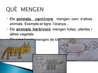 Els animals carnívors mengen carn d’altres
animals. Exemple:el tigre, l’aranya...
 Els animals herbívors mengen fulles, plantes i
altres vegetals.
 Els omnívors mengen de tot.


 