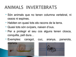 Són animals que no tenen columna vertebral, ni
ossos ni espines.
 Habiten en quasi tots els racons de la terra.
 Quasi tots són ovípars, naixen d’ous.
 Per a protegir el seu cos alguns tenen closca,
conquilla, pell dura…
 Exemples:
caragol, cuc, aranya, panerola,
marieta…


 