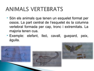 Són els animals que tenen un esquelet format per
ossos. La part central de l’esquelet és la columna
vertebral formada per cap, tronc i extremitats. La
majoria tenen cua.
 Exemple: elefant, lleó, cavall, guepard, peix,
àguila.


 
