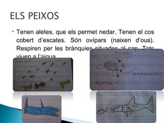 

Tenen aletes, que els permet nedar. Tenen el cos
cobert d’escates. Són ovípars (naixen d’ous).
Respiren per les brànquies situades al cap. Tots
viuen a l’aigua.

 
