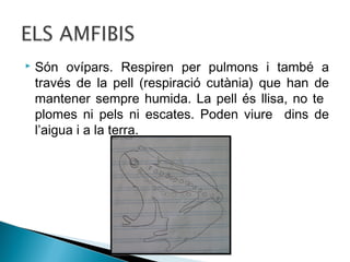 

Són ovípars. Respiren per pulmons i també a
través de la pell (respiració cutània) que han de
mantener sempre humida. La pell és llisa, no te
plomes ni pels ni escates. Poden viure dins de
l’aigua i a la terra.

 